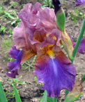 Iris - Vilkdalgis - Maternog
